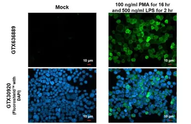 Anti-IL1 beta antibody [HL1423] used in Immunocytochemistry/ Immunofluorescence (ICC/IF). GTX636889